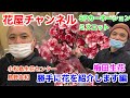 大阪の花市場！梅田生花で購入した花を紹介します！その名も勝手に花を紹介します編#梅田生花#花市場#花の仕入れ#花屋の仕入れ#小松島生花センター#烏野友和#カーネーション#トルコ桔梗#産地紹介#徳島