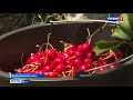 В Крыму собирают черешню и персики