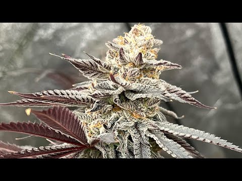 Marijuana THC Flowers Birth inside La, Ca Purchase Online