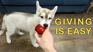 A New Puppy Tries an Apple For the First Time! My Husky Dogs Teach the Puppy Good Manners