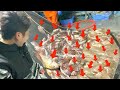 【衝撃】網の中は高級魚だらけになってしまいました・・・
