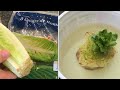 how to REGROW LETTUCE from scraps (romain)