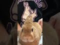 【注目】Tシャツはギリギリセーフ？？？#GiriGiri #KOMOREBI #うさぎ #bunny #rabbit
