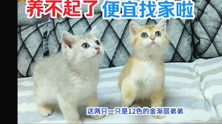 金渐层弟弟太能吃了，养不起了，五一便宜找家啦 by  Jasmine Ragdoll 15 views 1 day ago 2 minutes, 5 seconds