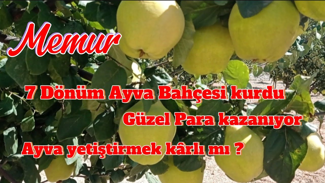 Ege 22 cinsi Ayva yetiştiriciliği. Gördes Ayva fiyatları 2024. #ayva #tarım #keşfet