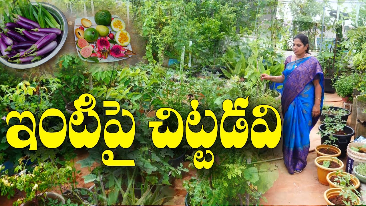 డాబాపై వనాన్ని సృష్టించా || స్వచ్ఛమైన ఆహారం పొందుతున్నాం || Terrace Garden || Rajini || Tenali