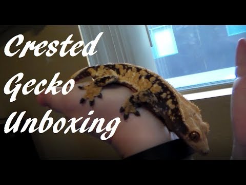 Crested Gecko Unboxing