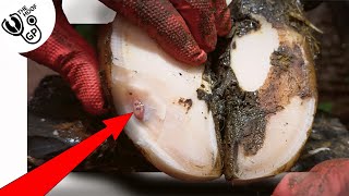 THIS is WHITE LINE DISEASE ... in a cow's foot! by The Hoof GP 694,807 views 1 month ago 6 minutes, 13 seconds