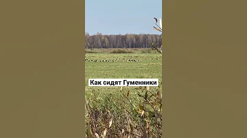 Как сидят гуси Гуменники! #гуси #прогусь