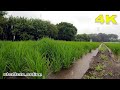 The HEAVY RAIN DAY in the countryside village in Saitama |#4k #japan #saitama | Explore Japan