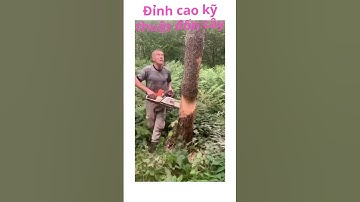 Đốn Cây Chuẩn Nghệ Thuật – Ngã Đúng Hướng Từng Centimet!