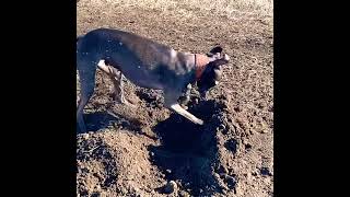 Коронавирус Ищет Левретка Крот, Беги