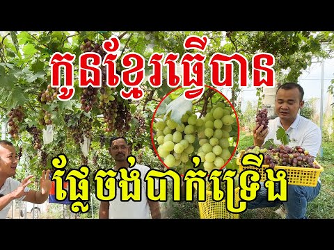 ពិសេសមែន កូនខ្មែរធ្វើបាន ទំពាំងបាយជូរផ្លែទន់ទ្រើង ល្អៗណាស់