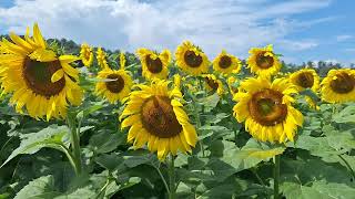 Sunflowers at Biltmore Estate in Asheville, NC 