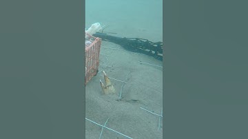 THE CRAZIEST UNDERWATER CRAB FOOTAGE!!!