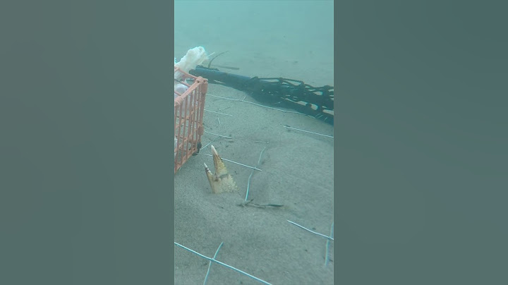 THE CRAZIEST UNDERWATER CRAB FOOTAGE!!!