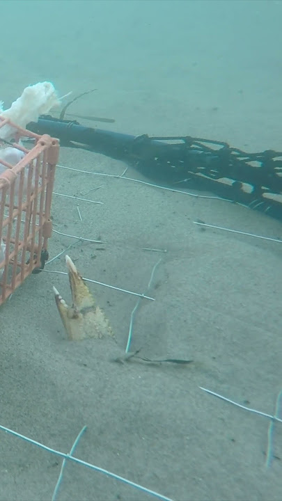 THE CRAZIEST UNDERWATER CRAB FOOTAGE!!!