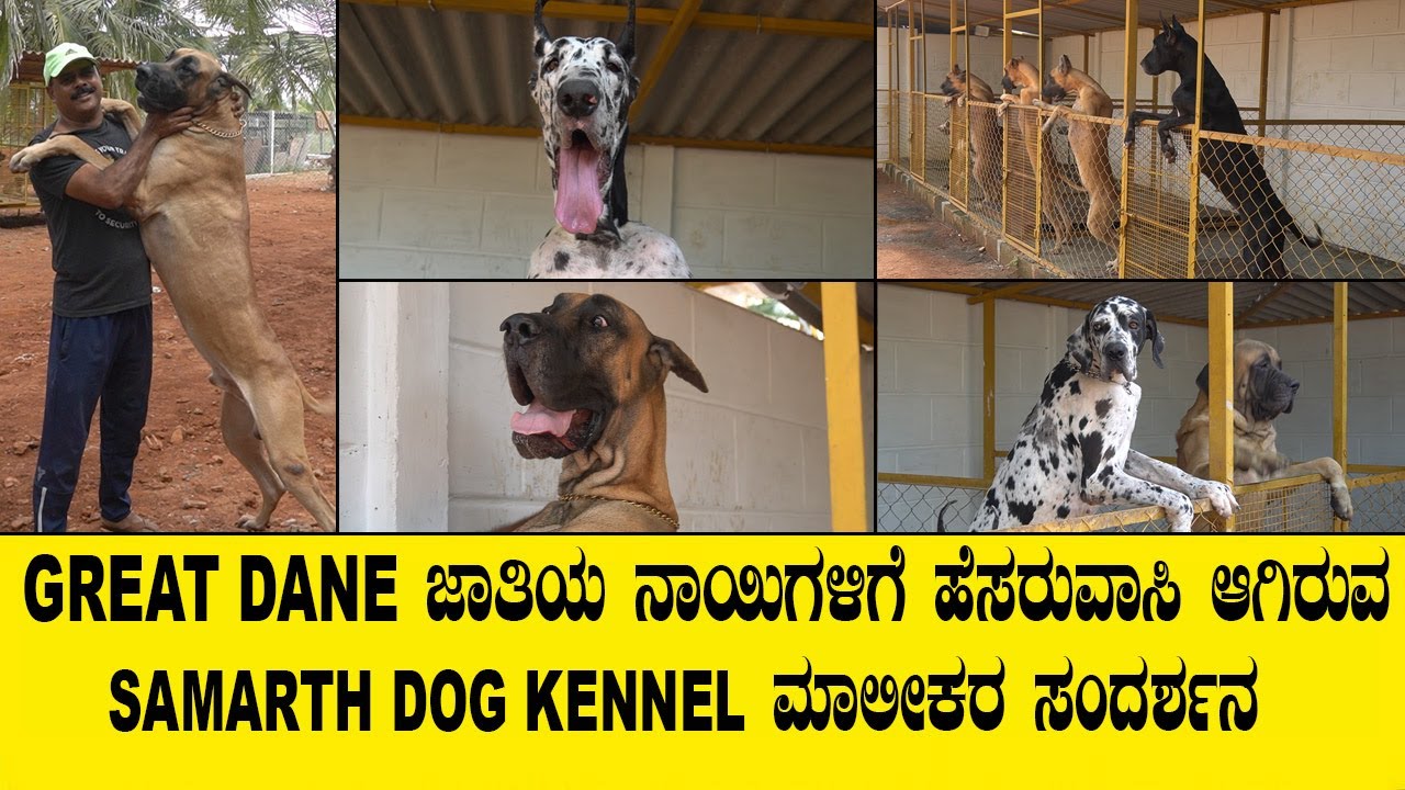 GREATDANE ಜಾತಿಯ ನಾಯಿಗಳಿಗೆ ಹೆಸರುವಾಸಿ ಆಗಿರುವ SAMARTH DOG KENNEL ಮಾಲೀಕರ ಸಂದರ್ಶನ...