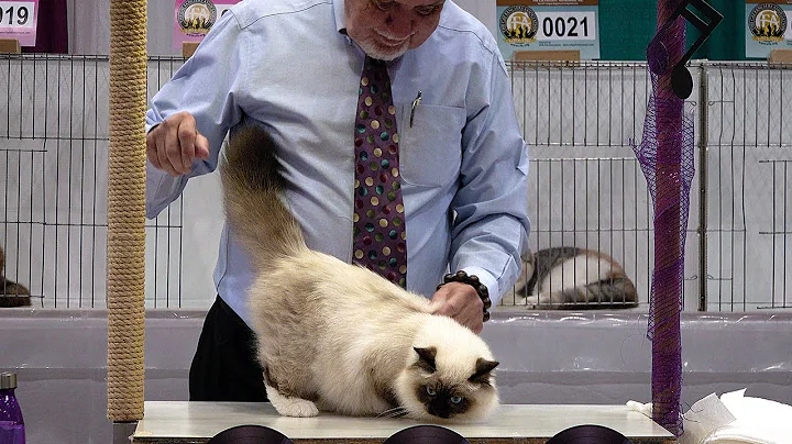 Video 26511: longhair cat kittens, cfa international cat show, cats kitten birman