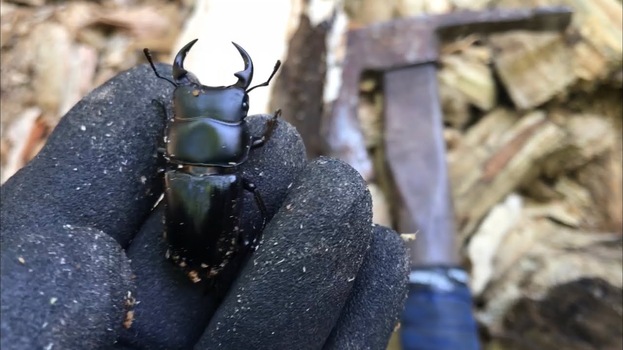 Giant Stag Beetle Collection: The Last of the Tohoku Expedition