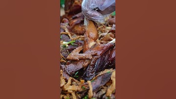 Eating Chicken Cook with Sun-dried Bamboo Shoots #shortvideo #shorts #food