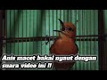 Masteran Anis Merah Gacor Ampuh Memancing Bunyi Anis Macet Mp3 - Mp4 Download