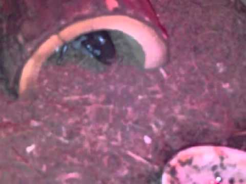 insects picture Agressive emp