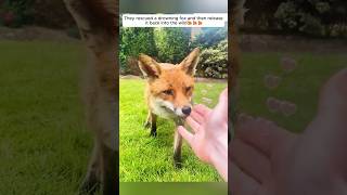 They rescued a drowning fox and then released it back into the wild #shorts