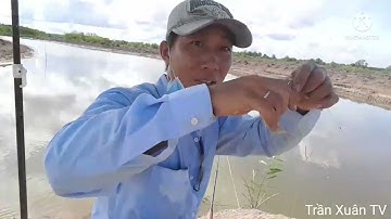 [ Trần Xuân TV ] Một ngày đi câu cá bóng đục đầm dịch vụ quá phê cùng Trần Xuân TV