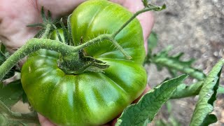 How To Care For Tomato Plants In The Garden- Grow Better Tomatoes by Gardens and Grace 257 views 11 months ago 14 minutes, 24 seconds