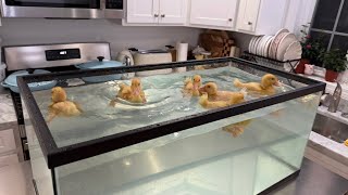 Watch my ducklings diving 🤿🐥