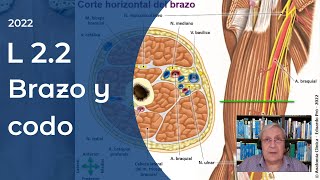 L2.2 | Brazo y codo | Profesor Eduardo A. Pró | Anatomía 2 | FMed UBA