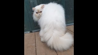 ES POSIBLE! Gato persa sin peinar 1 mes y pelo no se enreda. Técnica de baño.