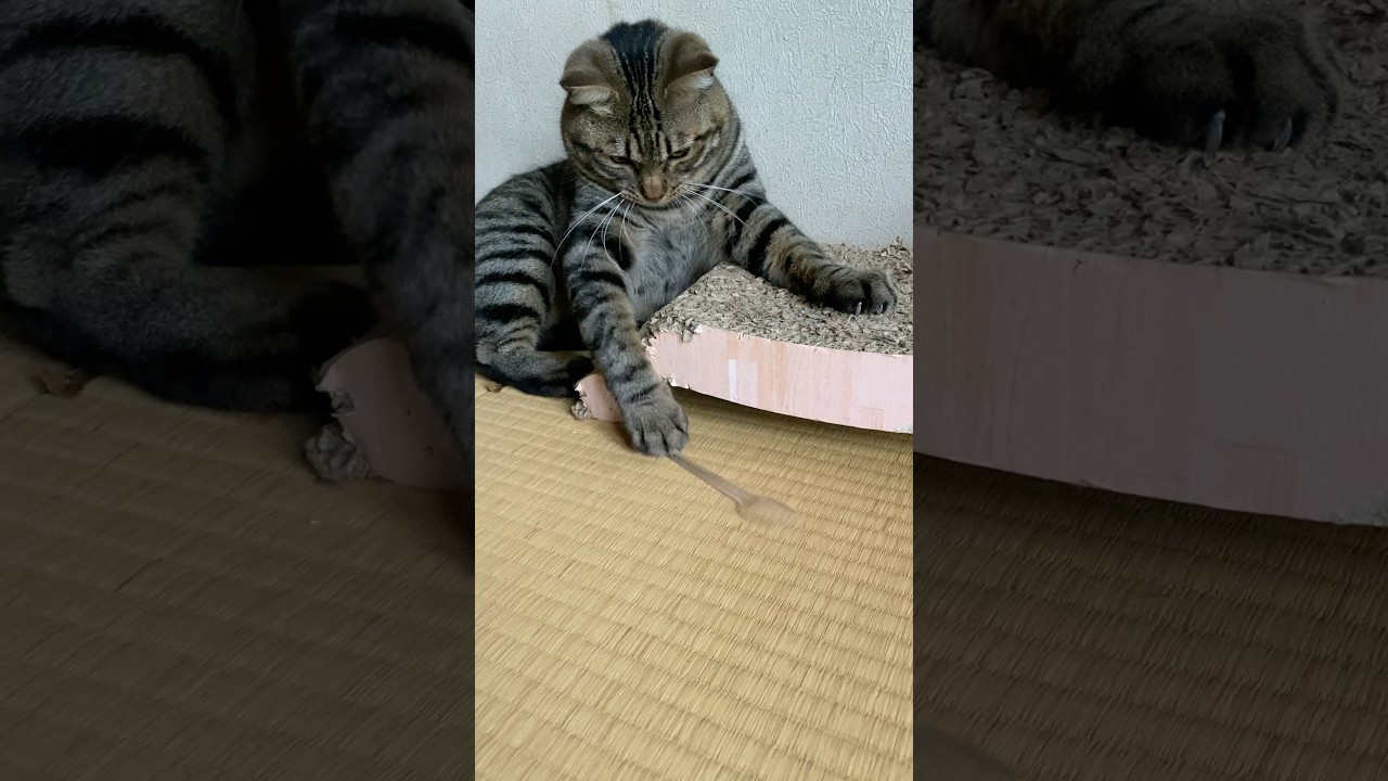謎のお気に入り。透明スプーンでずっと遊んでます。 #猫 #cat #猫のおもちゃ #shorts