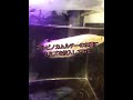 アルビノカムルチーの水槽にミミズを投入してみた