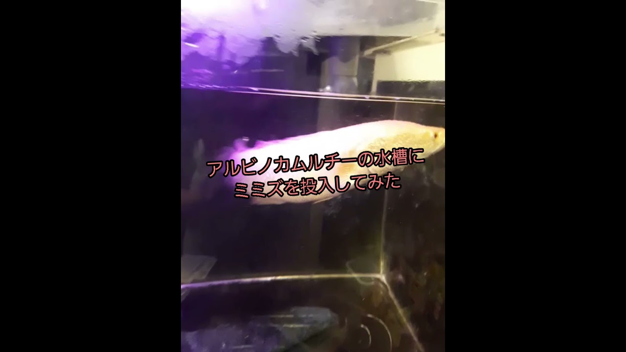 アルビノカムルチーの水槽にミミズを投入してみた Youtube