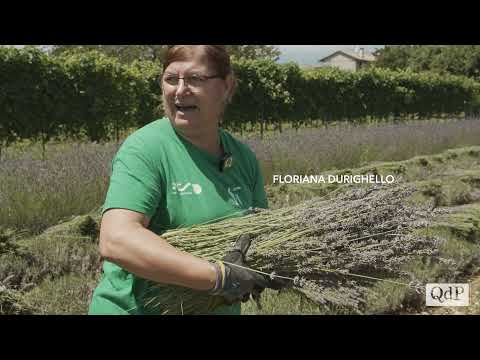 Video: Descrizioni del lavoro di bidello per tenerti fuori dai guai