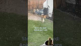 Storm？What storm？⛈️#animals #storm #funny #animallife #pets #wildlife #wildanimals