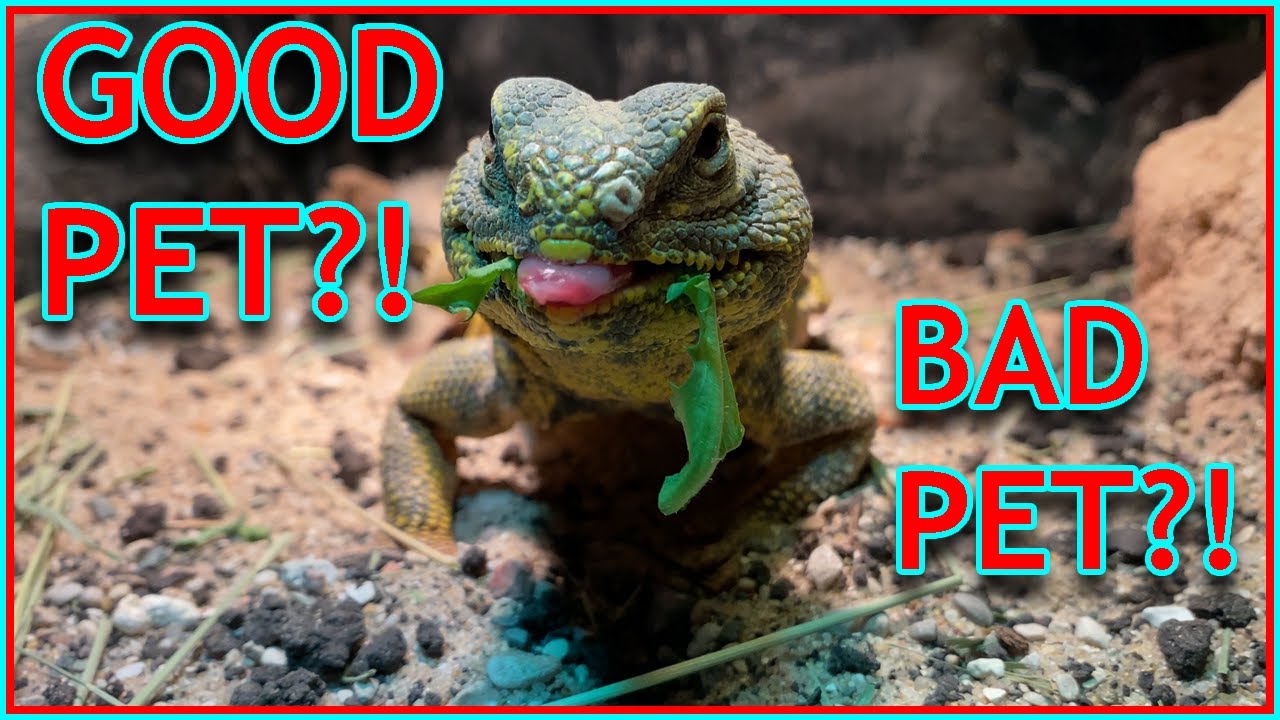 UROMASTYX (as a pet) Pros and Cons! YouTube
