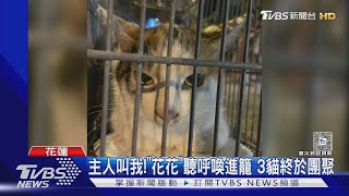主人叫我! 「花花」聽呼喚進籠 3貓終於團聚TVBS新聞 @TVBSNEWS01