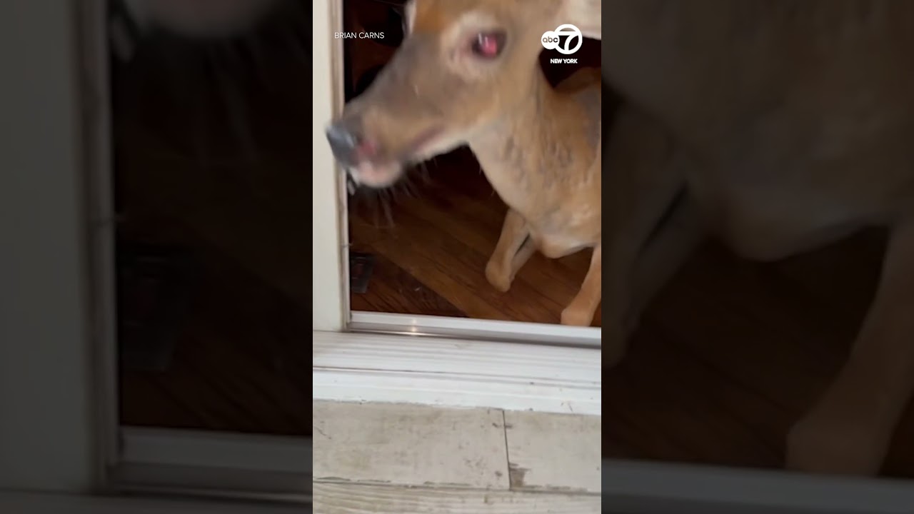 Deer crashes through the window of a home in Medford, New Jersey