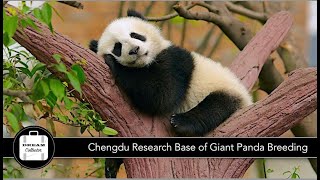 Chengdu Research Base of Giant Panda Breeding | Dream Journey