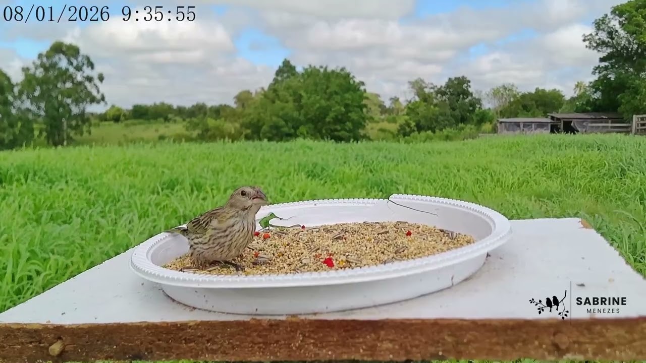Canarinha 💛 - Saffron Finch