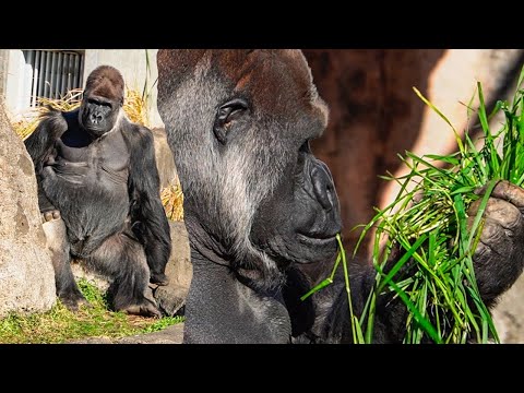monkey gorillaさん専用その2です Young Male Gorilla Messing With Females | The Shabani Family