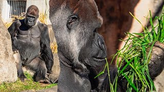 S1E216 ? Did Monta purr against the chimp??️⎮CHIBA ZOO Lone Gorilla⎮モンタ、サンタに喉を鳴らしたの？⎮千葉市動物公園ゴリラ単独飼育