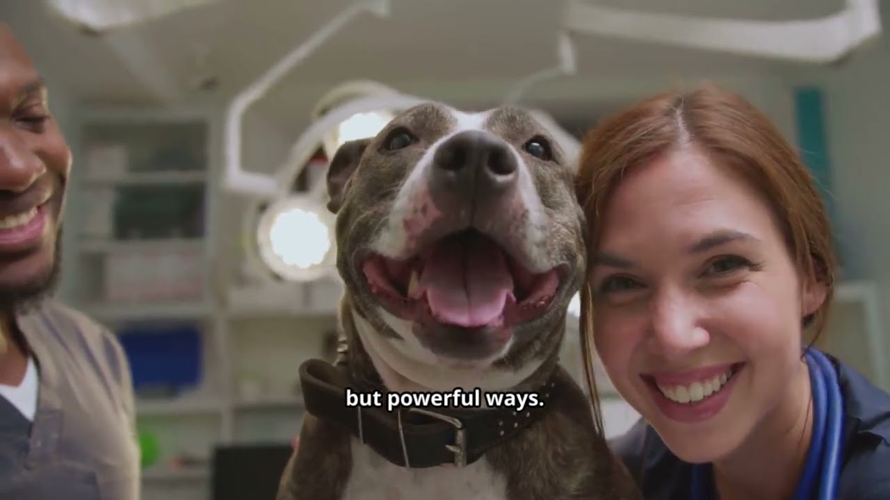 Why Dogs Calm Our Brains