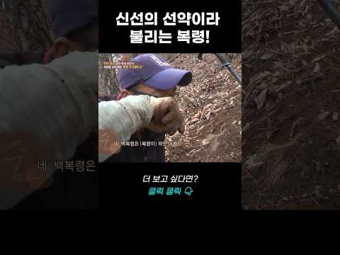 신선의 선약이라 불리는 <strong>복령</strong> | 리얼다큐 숨