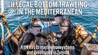 Illegal bottom trawling in the Mediterranean: A threat to marine life and livelihoods in Tunisia