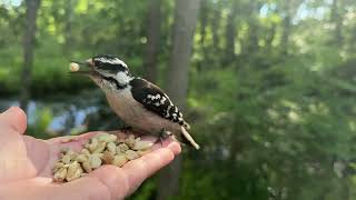 Hand-feeding Birds in Slow Mo - Downy Woodpecker  screenshot 5