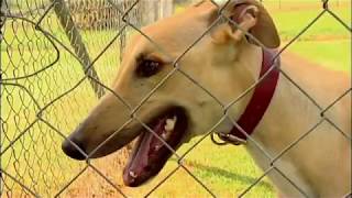 Greyhound Racers Of Dapto